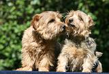NORFOLK TERRIER 075